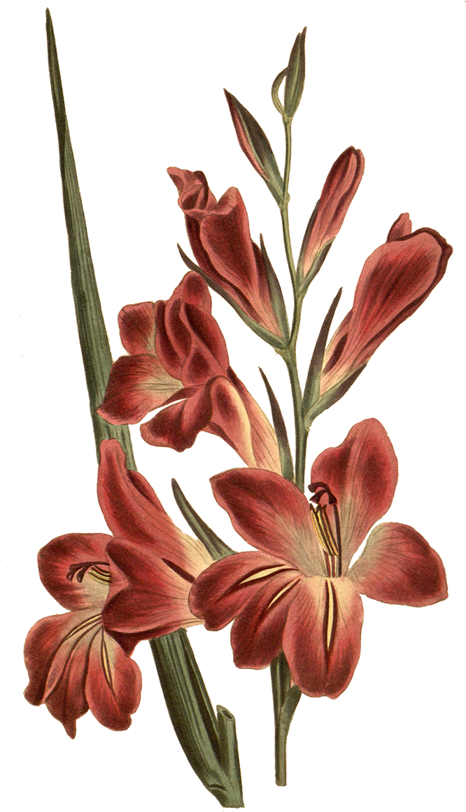 Vintage Red Gladiolus Illustration PNG Image