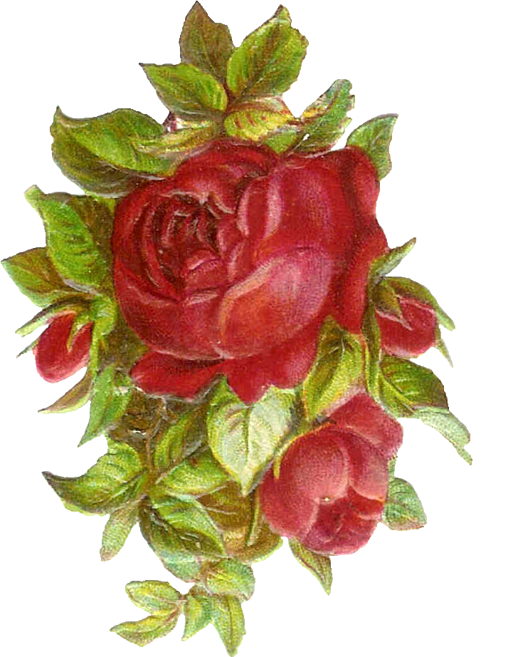 Vintage Red Rose Cluster.png PNG Image