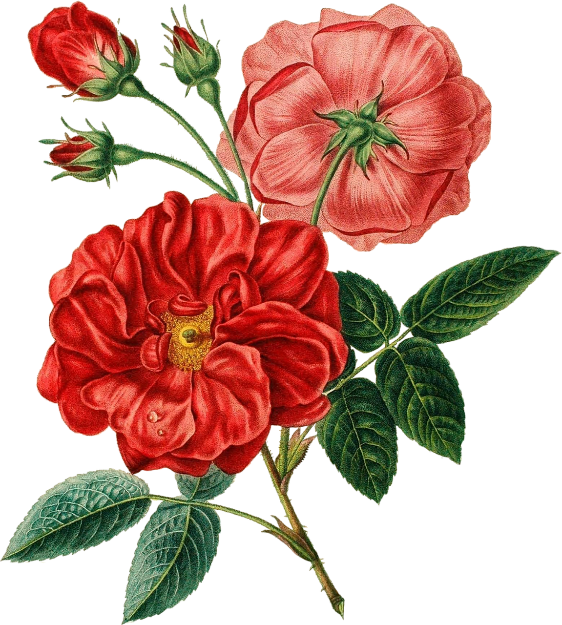 Vintage Red Rose Illustration PNG Image