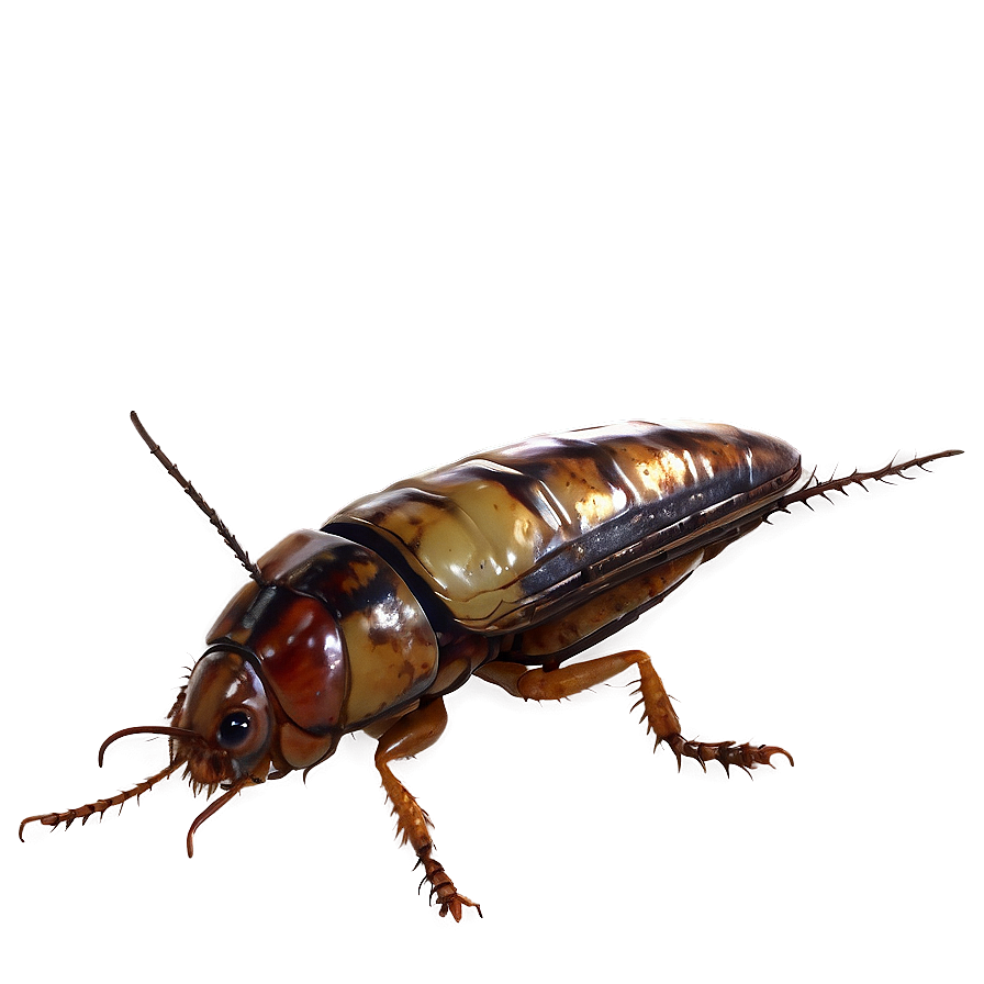 Vintage Roach Png Plk PNG Image