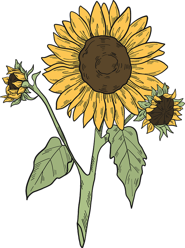 Vintage Sunflower Clipart Illustration PNG Image