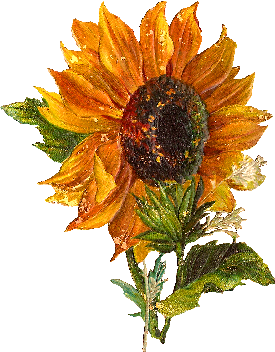 Vintage Sunflower Illustration PNG Image