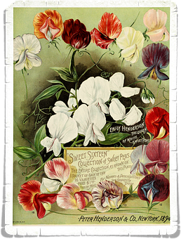 Vintage_ Sweet_ Peas_ Advertisement_1898 PNG Image