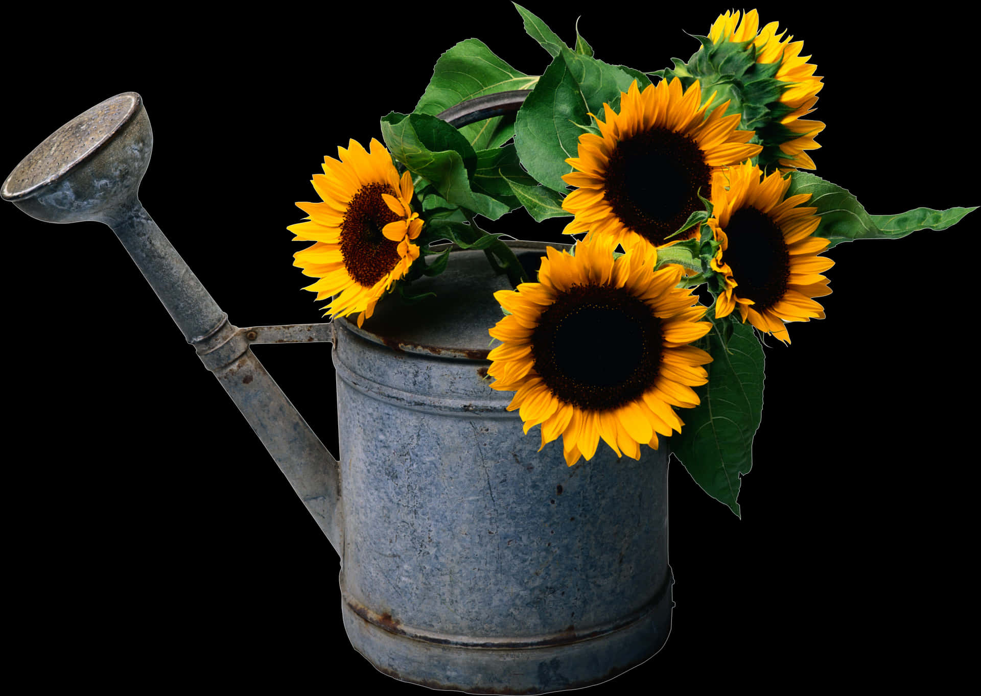 Vintage Watering Canwith Sunflowers PNG Image