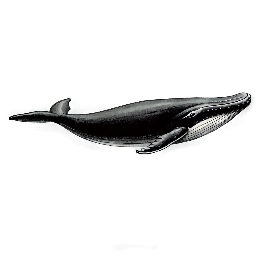 Vintage Whale Drawing Png 05232024 PNG Image