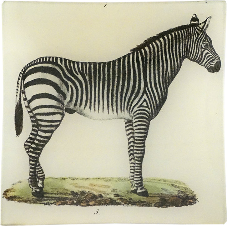 Vintage Zebra Illustration PNG Image