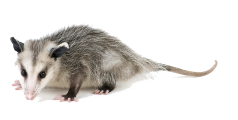 Virginia_ Opossum_ Profile.png PNG Image