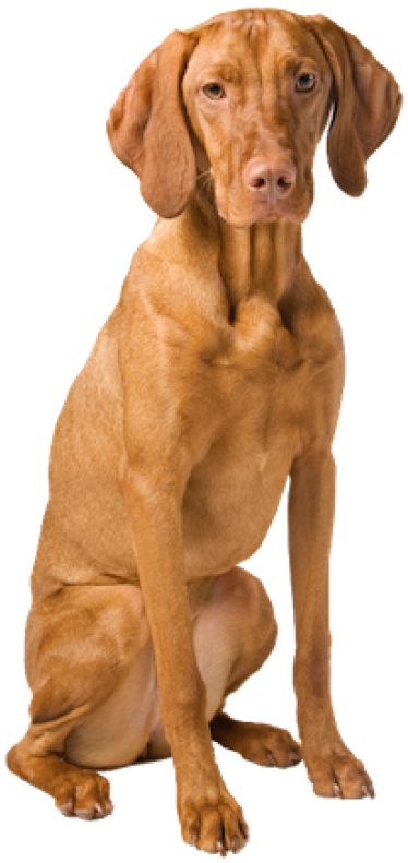 Vizsla Dog Sitting Pose PNG Image