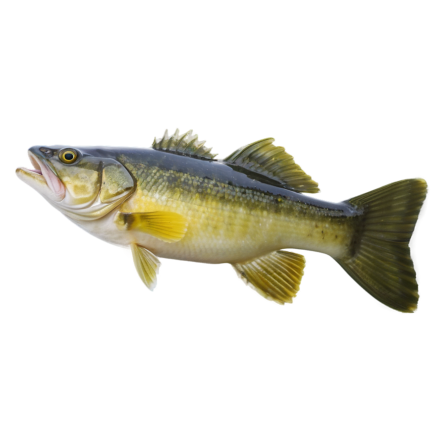 Walleye Fishing Guide Png 06262024 PNG Image