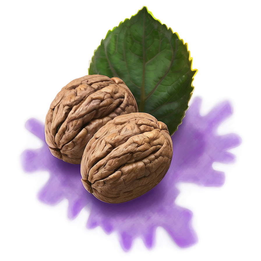 Walnut Illustration Png Hac61 PNG Image