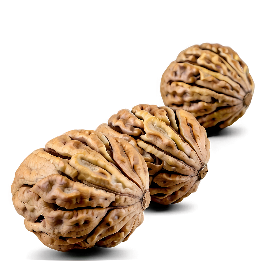 Walnut On White Background Png Hlo71 PNG Image