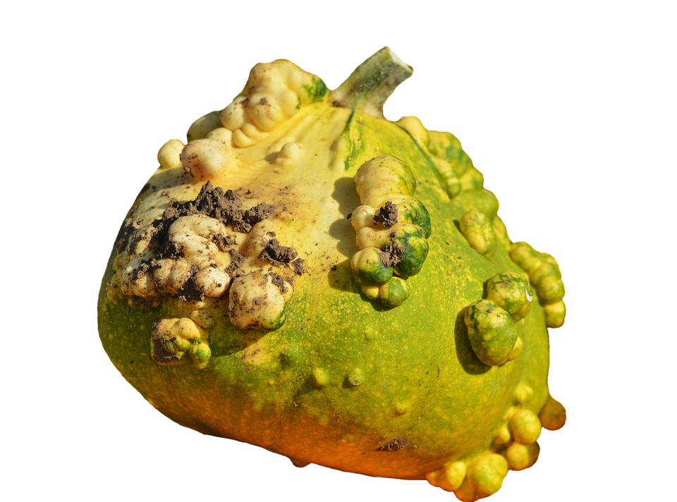 Warty Green Pumpkin Texture PNG Image