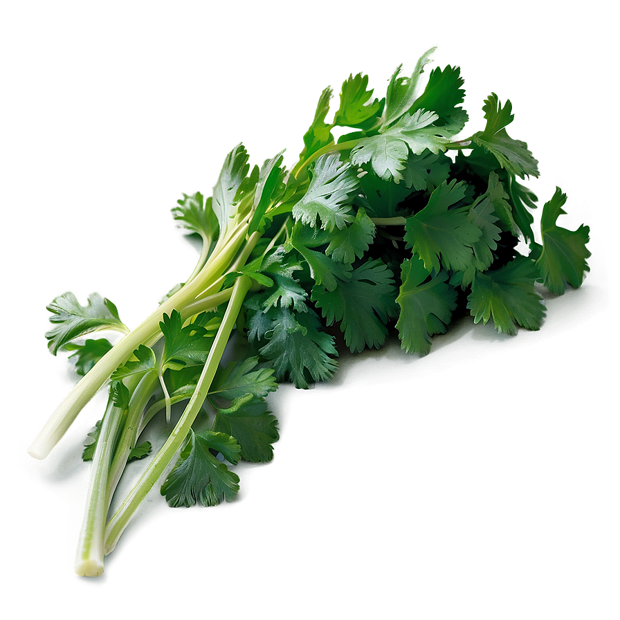 Washed Cilantro Png Yah88 PNG Image