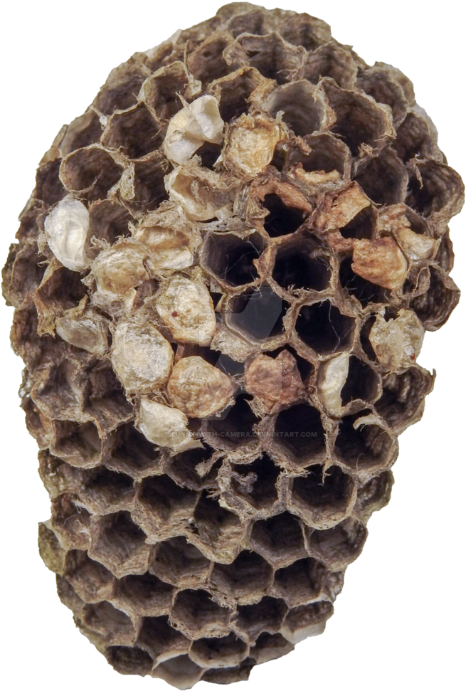 Wasp Nest Close Up PNG Image