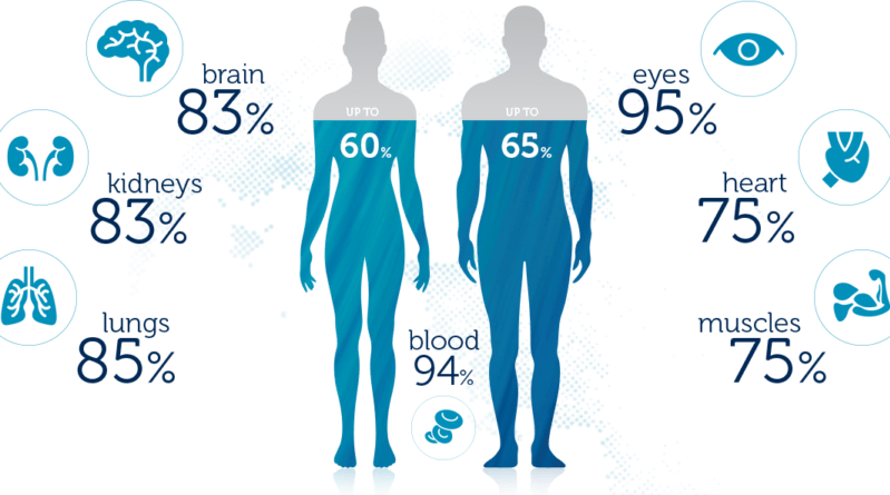 Water Contentin Human Body Infographic PNG Image