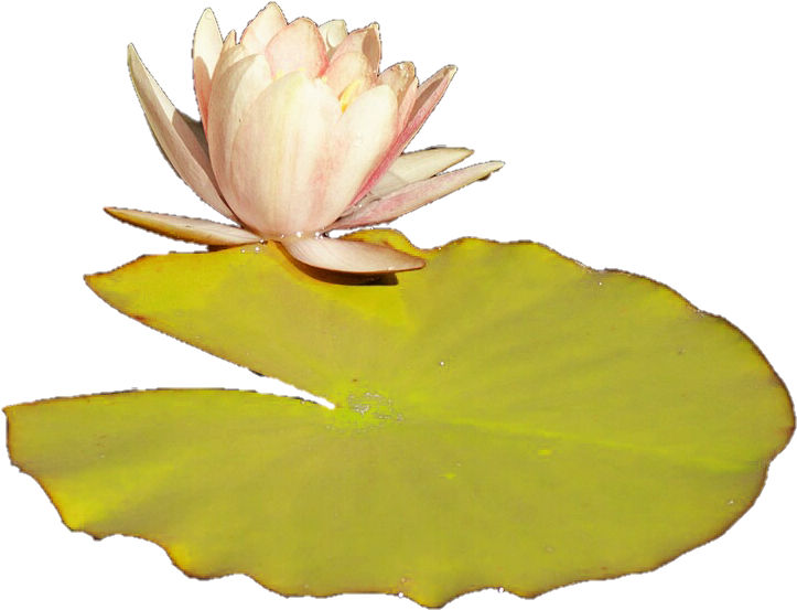 Water Lily Bloomand Pad PNG Image