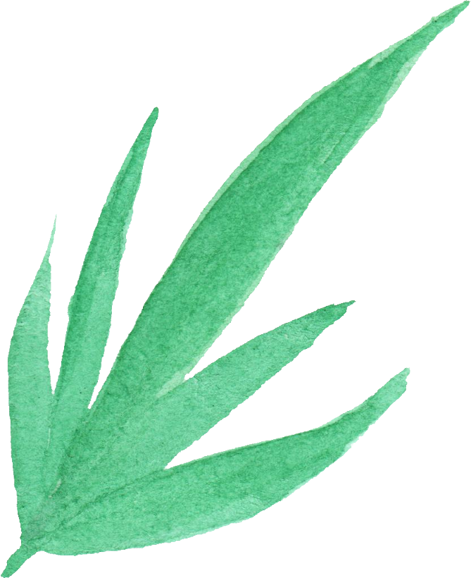 Watercolor Aloe Vera Illustration PNG Image