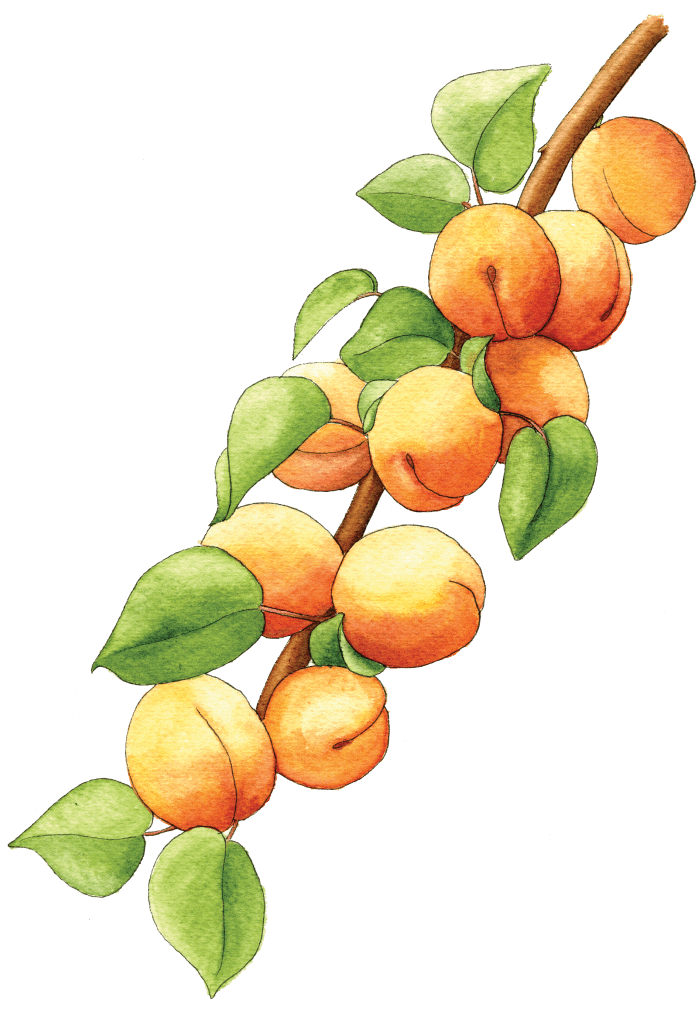 Watercolor Apricotson Branch PNG Image