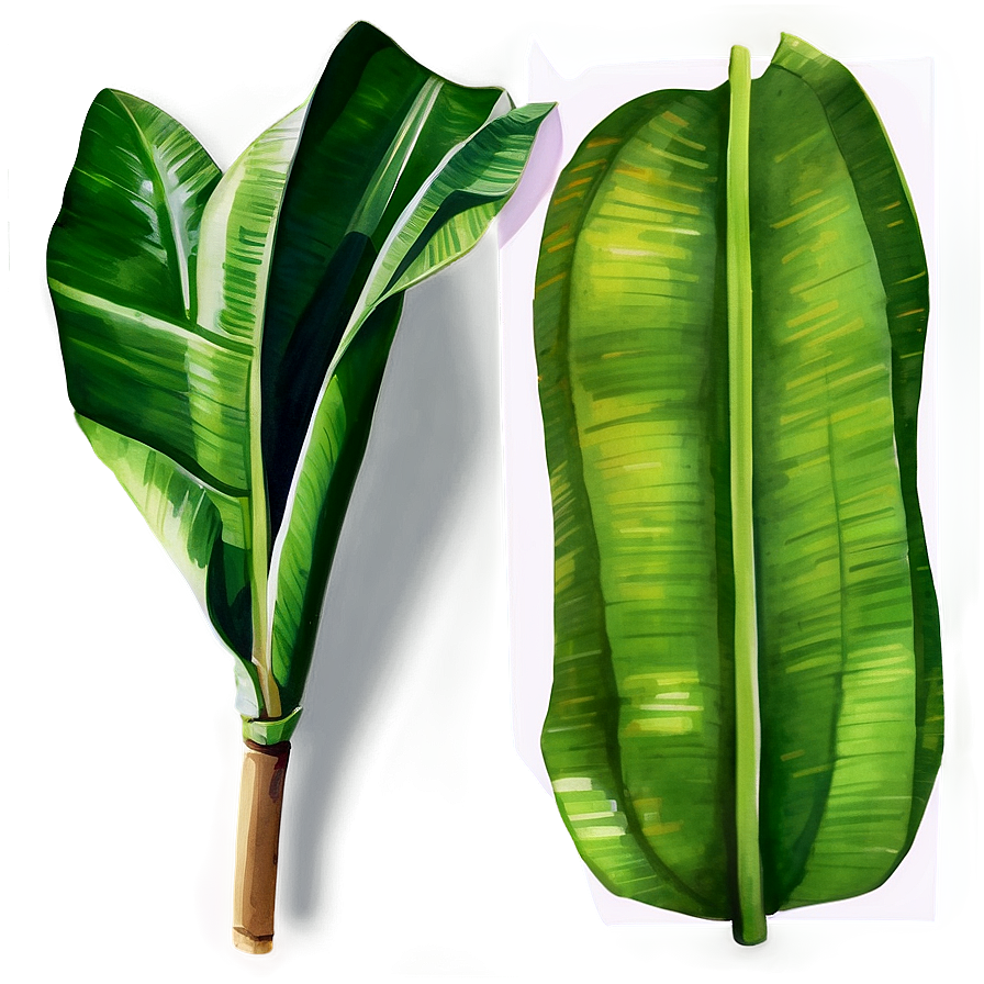 Watercolor Banana Leaf Png 06232024 PNG Image