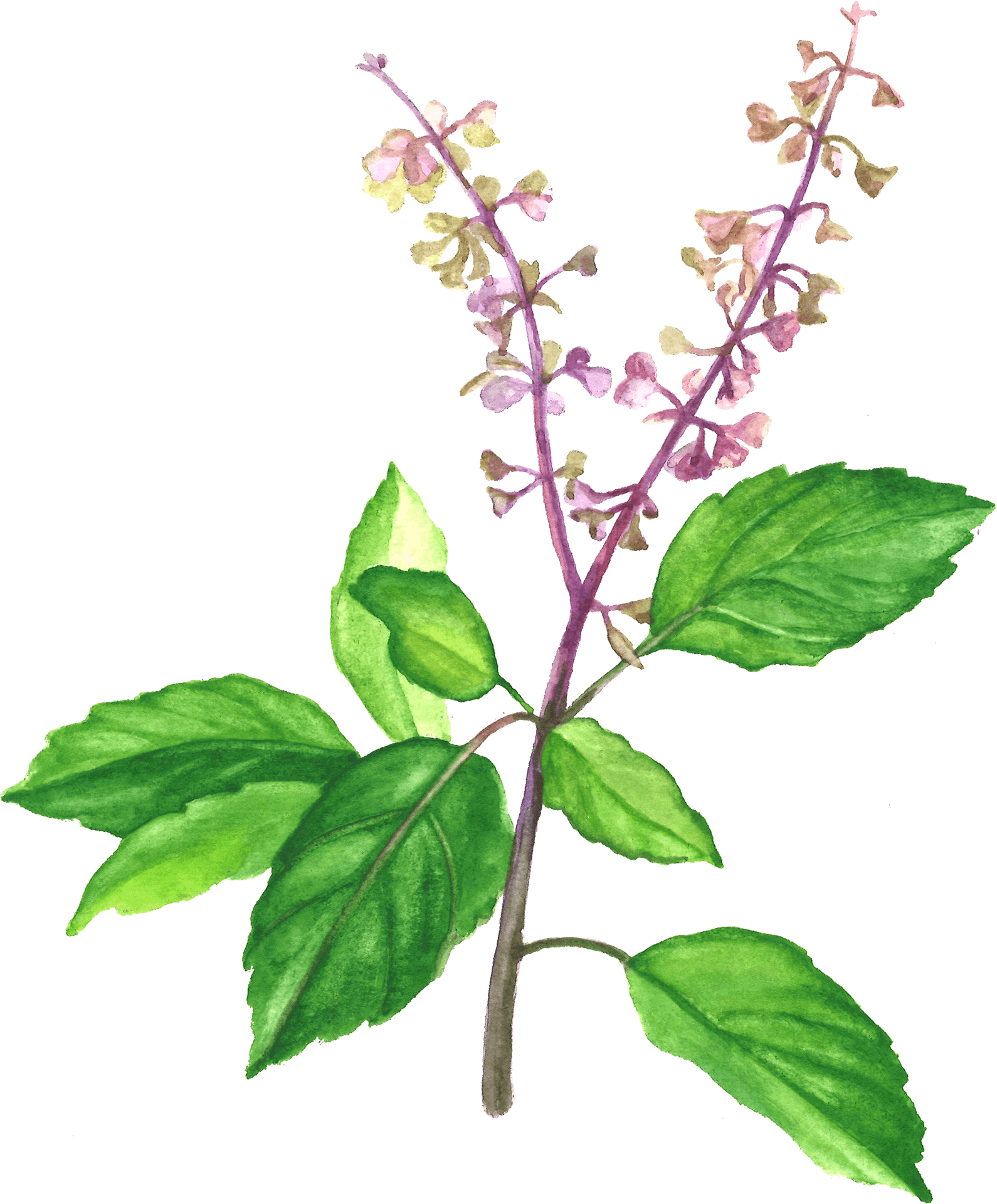 Watercolor Basil Plant Illustration PNG Image