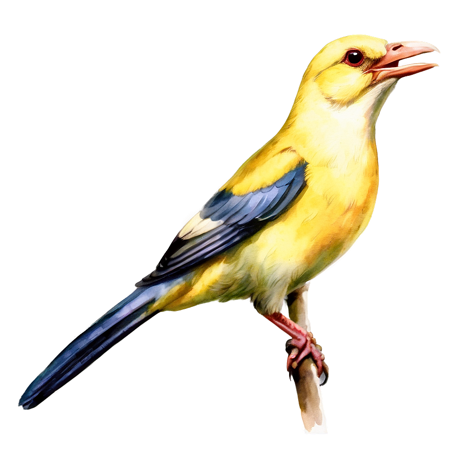 Watercolor Bird Species Png Sip PNG Image