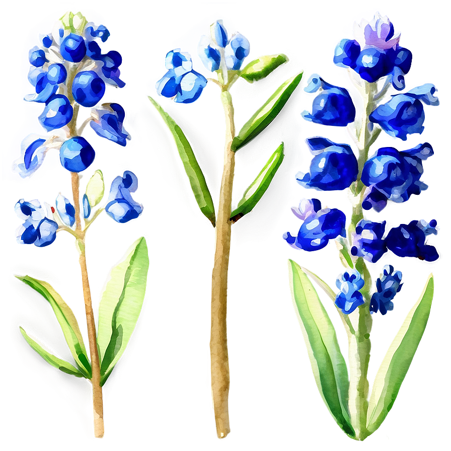 Watercolor Bluebonnet Field Png 44 PNG Image