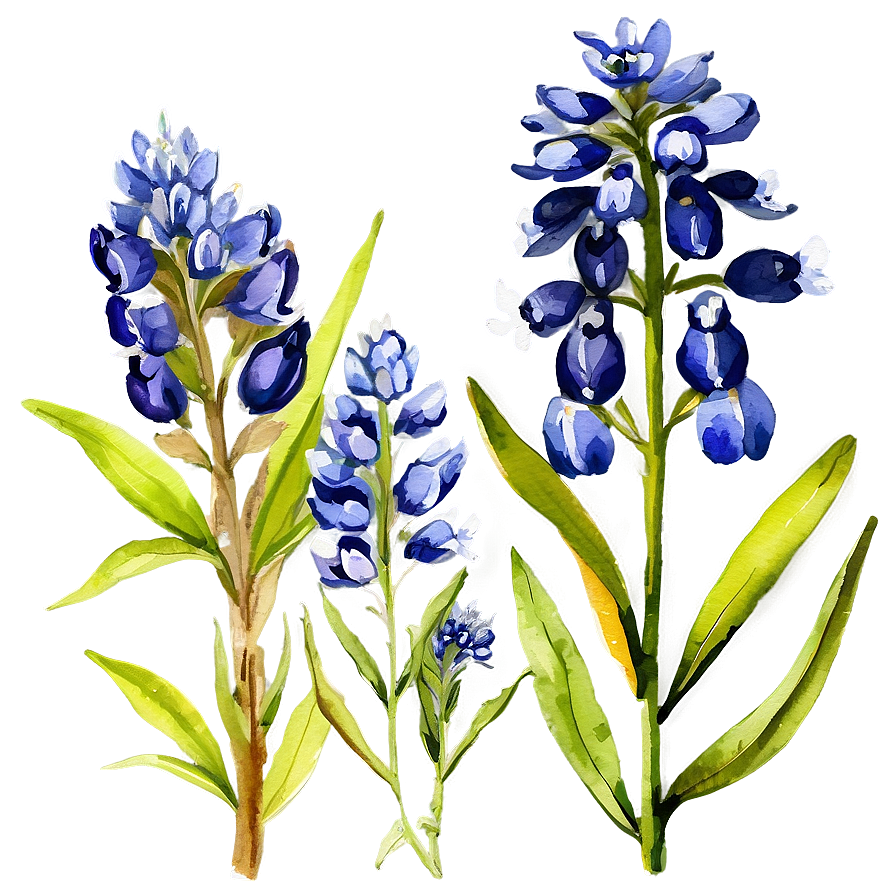 Watercolor Bluebonnet Field Png Qac1 PNG Image