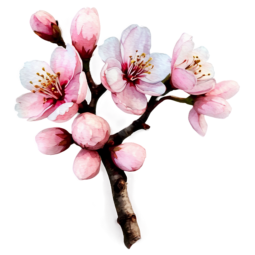 Watercolor Cherry Blossom Png 05252024 PNG Image