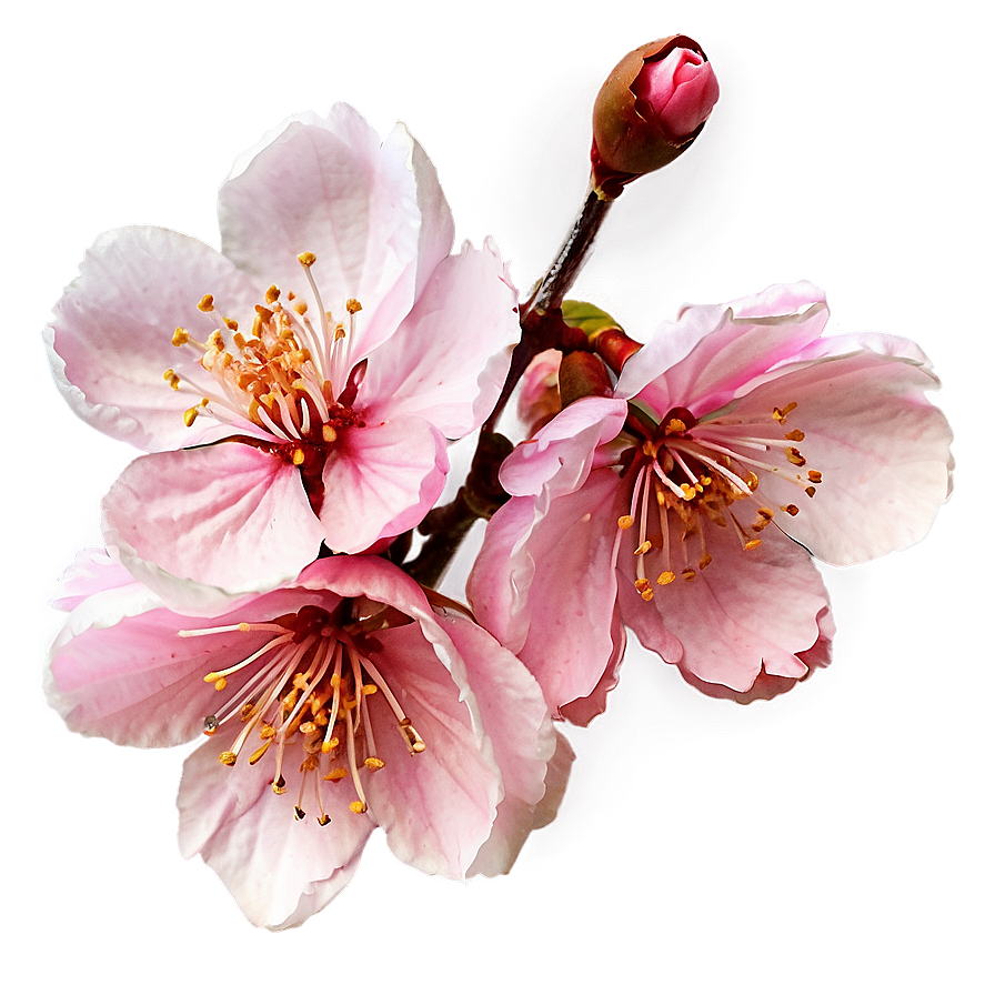 Watercolor Cherry Blossom Png 27 PNG Image