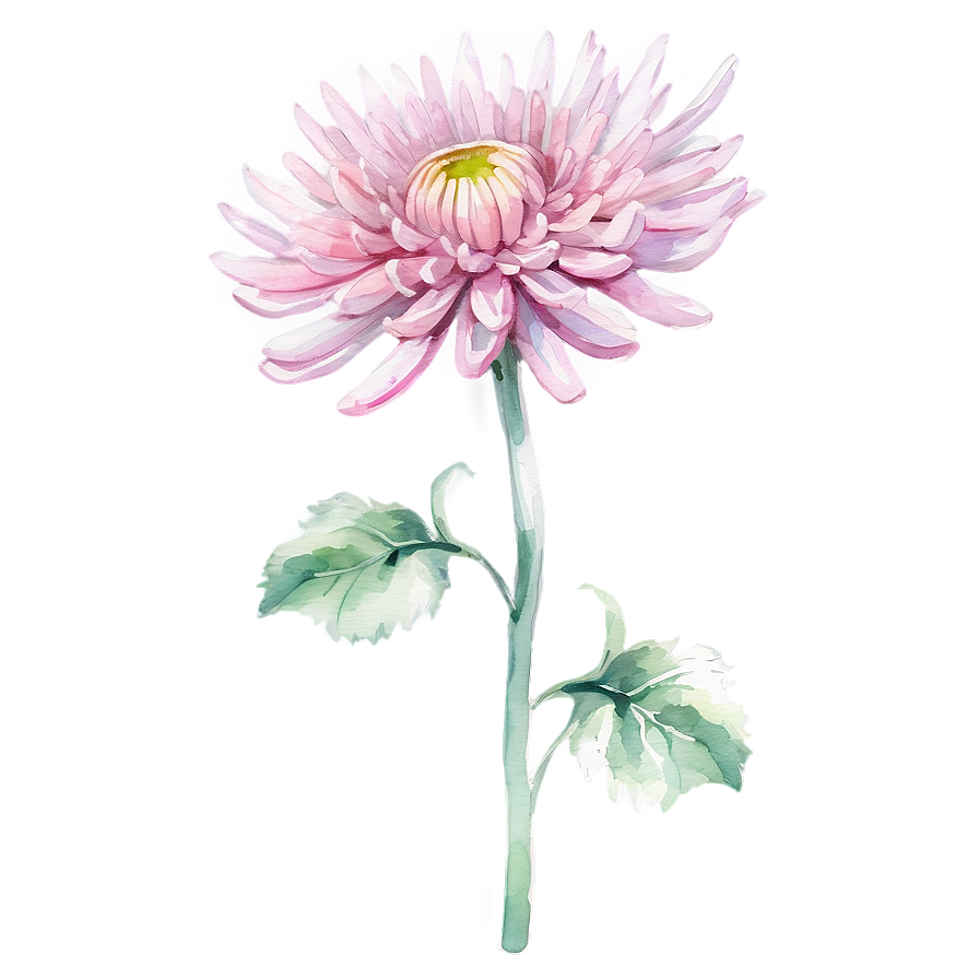 Watercolor Chrysanthemum Art Png 06112024 PNG Image