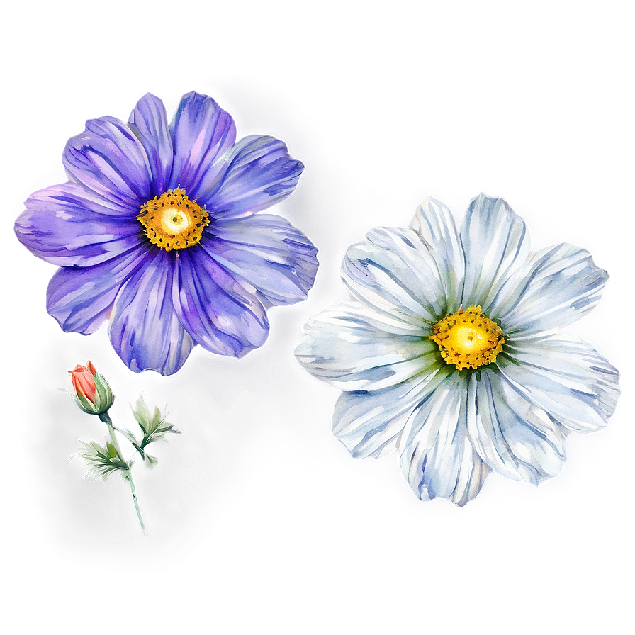 Watercolor Cosmos Flowers Png Itu10 PNG Image