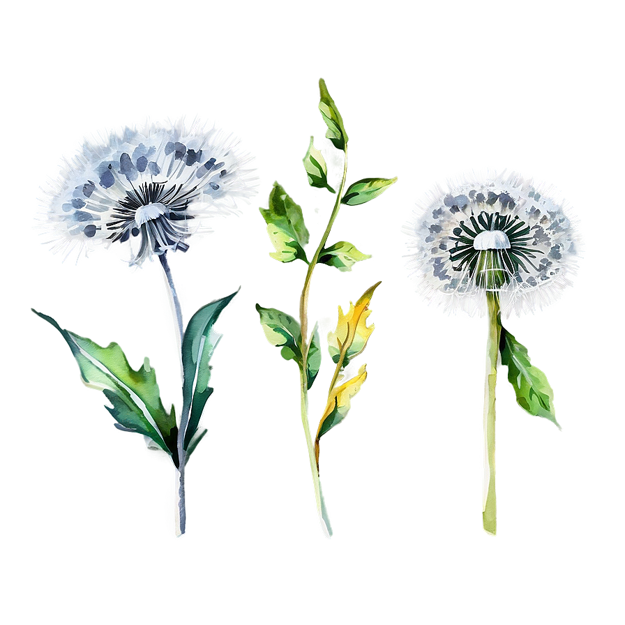 Watercolor Dandelions Png Kwv PNG Image