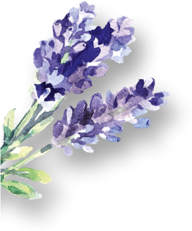 Watercolor English Lavender PNG Image