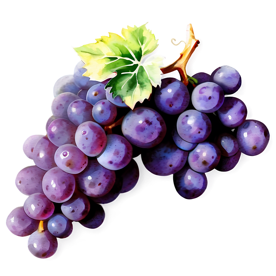 Watercolor Grape Png 05212024 PNG Image