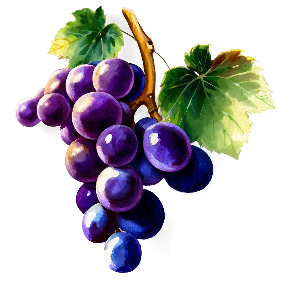 Watercolor Grape Png Eat49 PNG Image