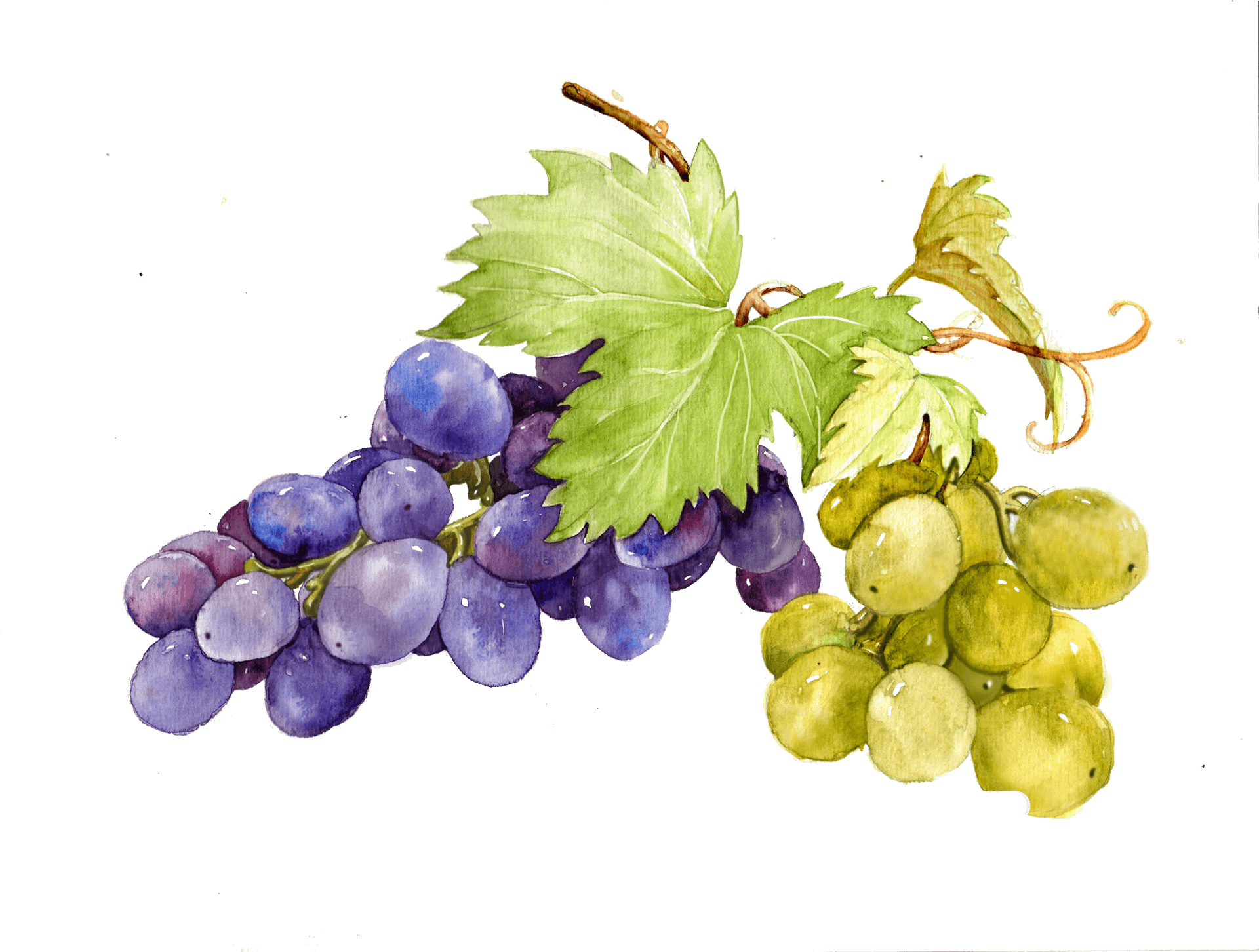 Watercolor Grapes Illustration PNG Image