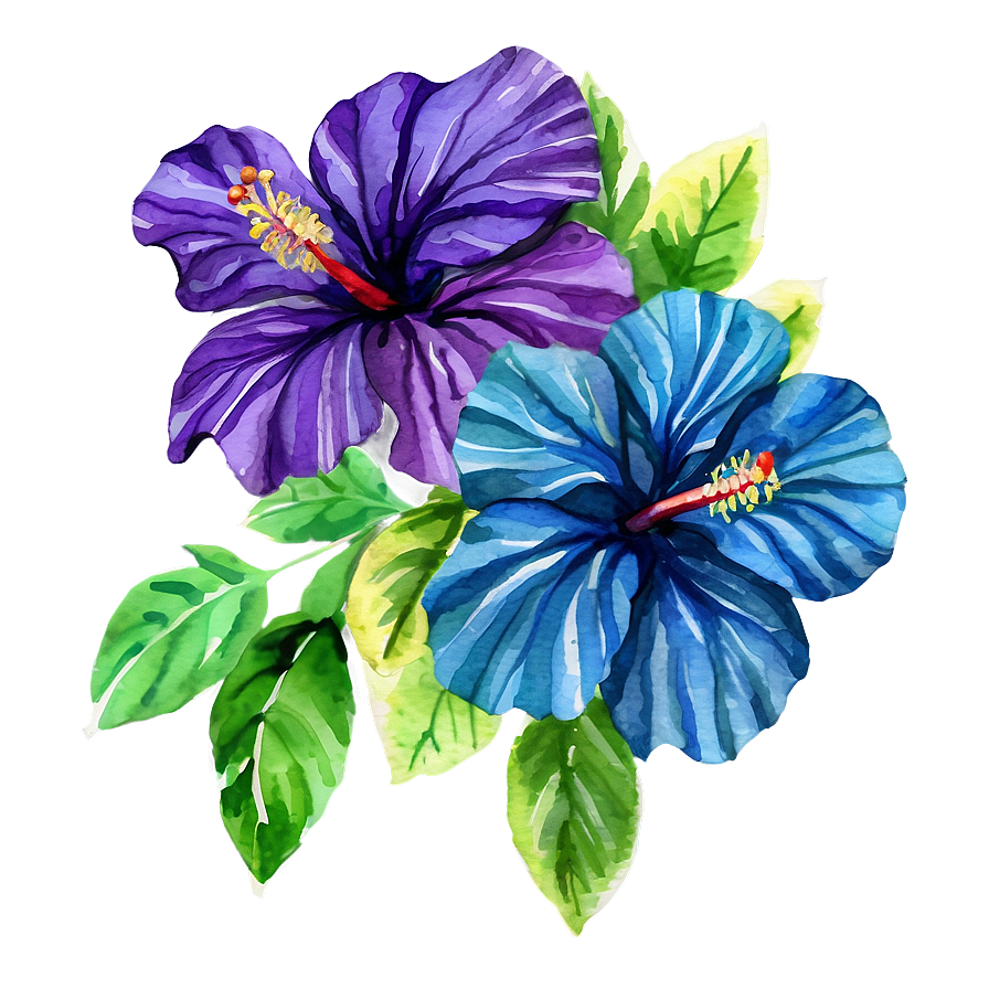 Watercolor Hibiscus Flowers Png Mkk PNG Image