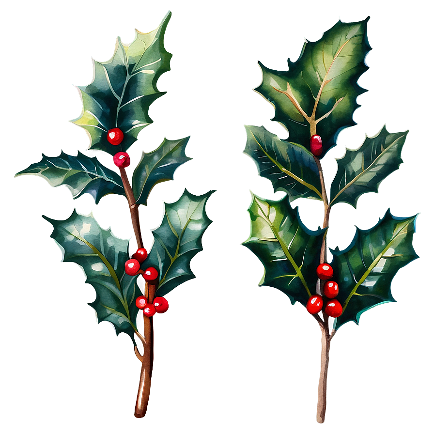 Watercolor Holly Png 05252024 PNG Image