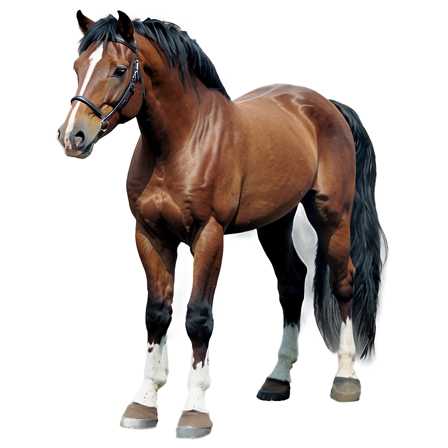 Watercolor Horse Png Lyc14 PNG Image