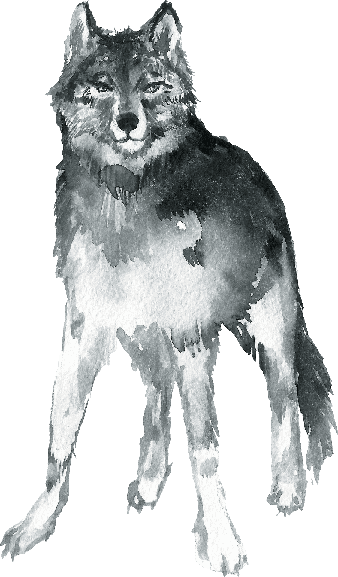 Watercolor Husky Artwork PNG Image