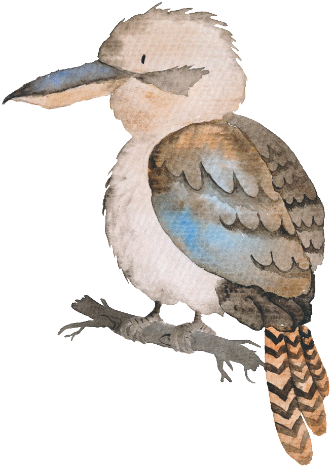 Watercolor Kookaburra Illustration PNG Image