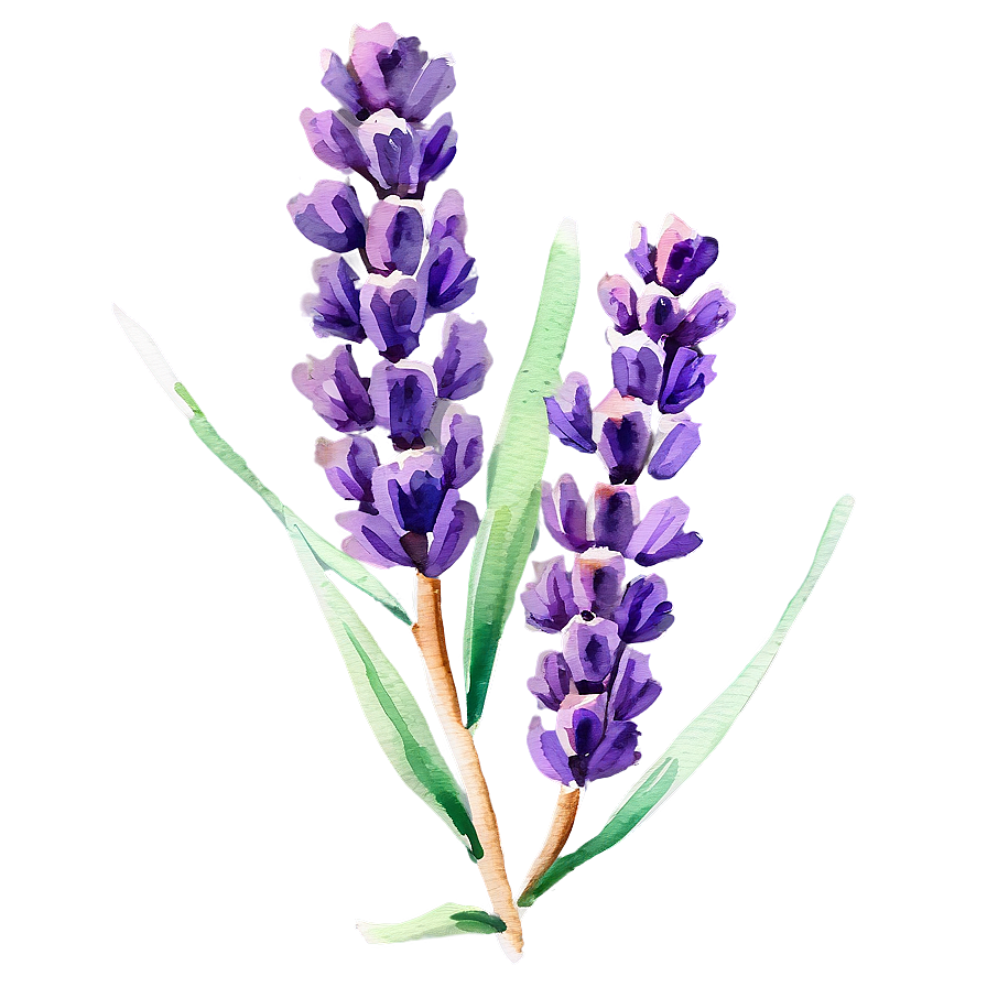 Watercolor Lavender Sprigs Png Gwx84 PNG Image