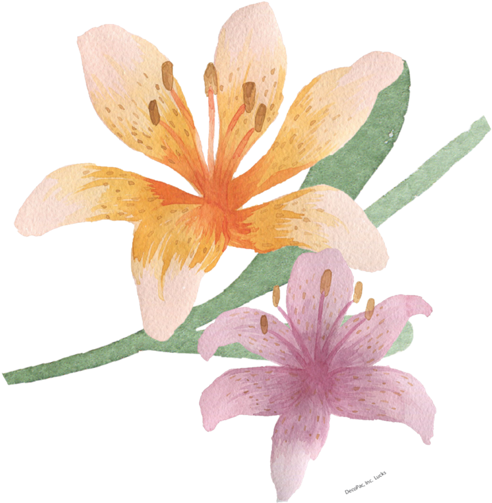 Watercolor Lilies Illustration PNG Image