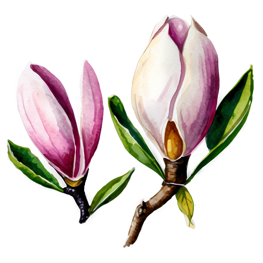 Watercolor Magnolia Clipart Png Udf76 PNG Image