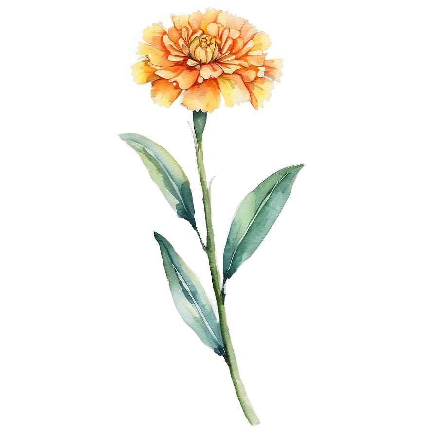 Watercolor Marigold Flowers Png 05252024 PNG Image