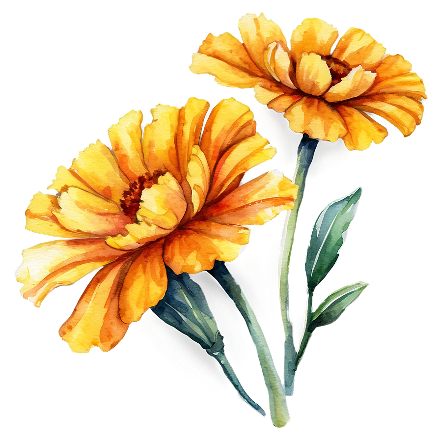 Watercolor Marigolds Art Png Vhm98 PNG Image