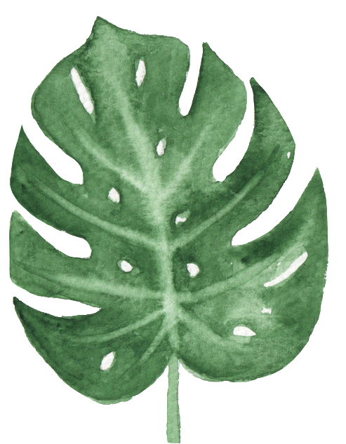 Watercolor Monstera Leaf Art PNG Image