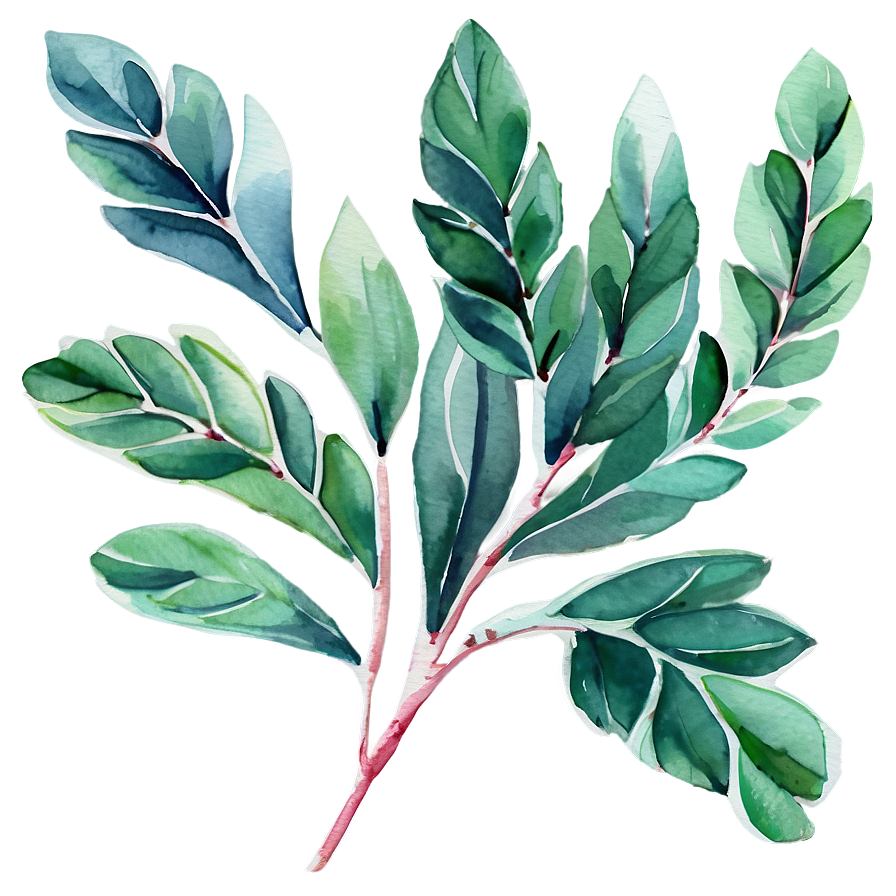 Watercolor Painted Eucalyptus Png 35 PNG Image