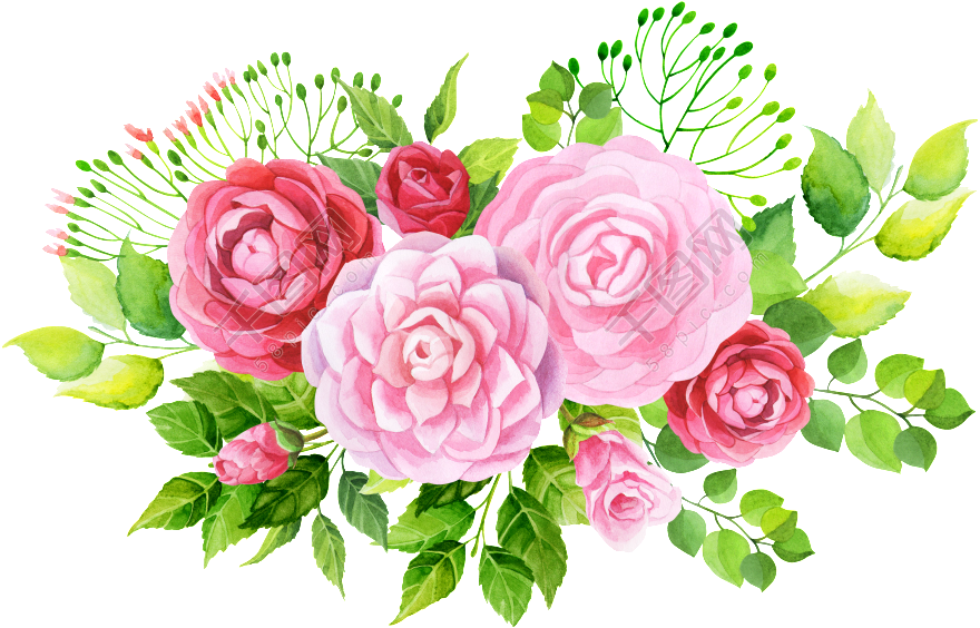 Watercolor Pink Roses Bouquet Vector PNG Image