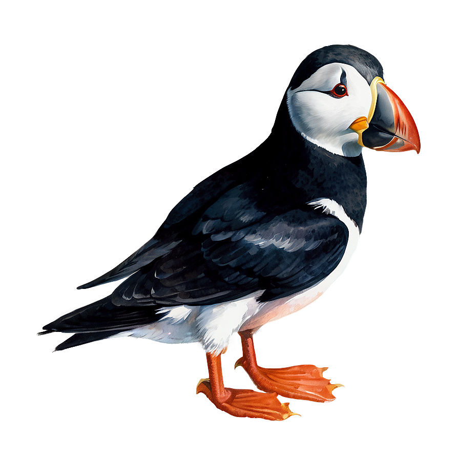 Watercolor Puffin Artwork Png Mjp PNG Image